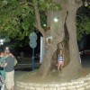 platan oleles